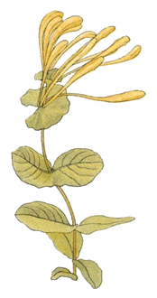 gelbe Blume